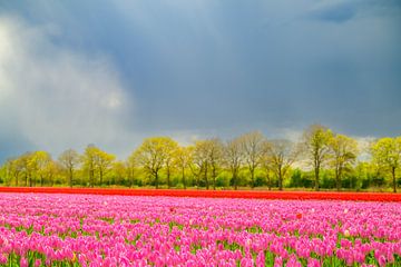 Tulpen in bloei in een veld tijdens de lente