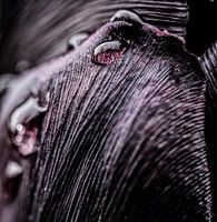 Raindrops on a black tulip