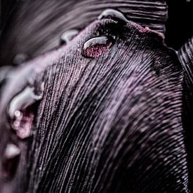 Regendruppels op een zwarte tulp van MirjamCornelissen - Fotografie