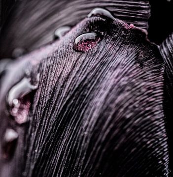 Gouttes de pluie sur une tulipe noire sur MirjamCornelissen - Fotografie