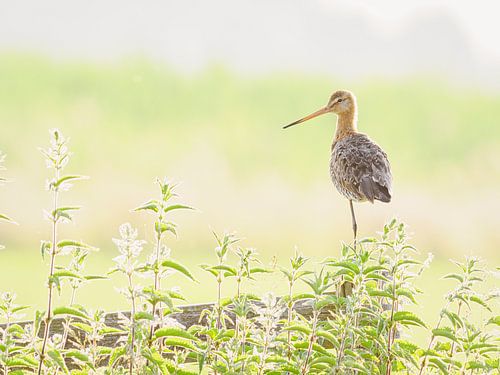 Black-tailed godwit