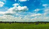 Landschap Groningen Westerkwartier