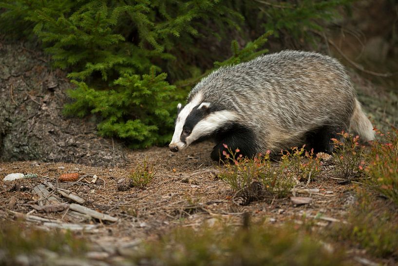 European Badger (Meles meles) in natural surrounding of an autumnal forest searching for food, Europ by wunderbare Erde