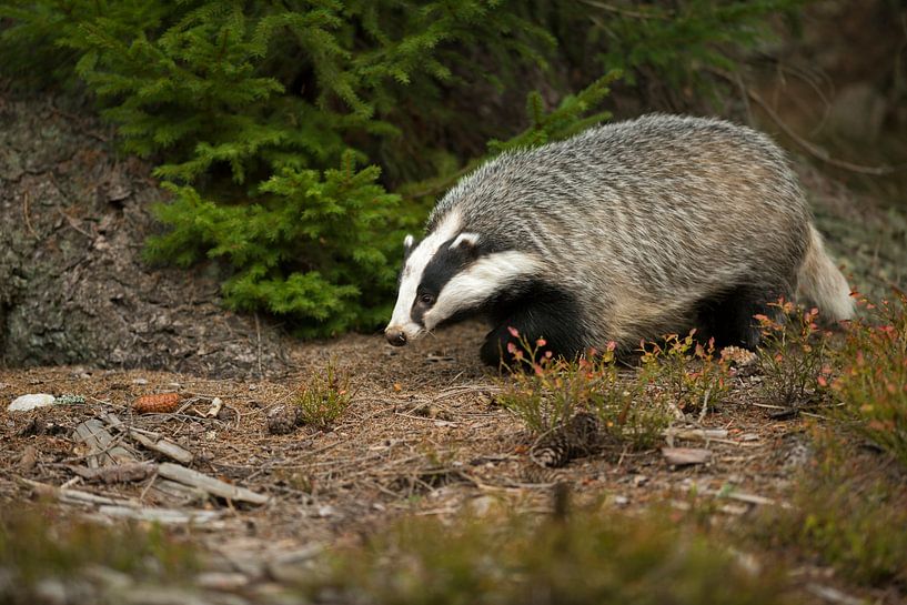 Europäischer Dachs ( Meles meles ) auf seinem Weg durch den Wald, Europa. von wunderbare Erde