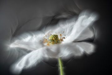 Weißer Mohn von Gerry van Roosmalen