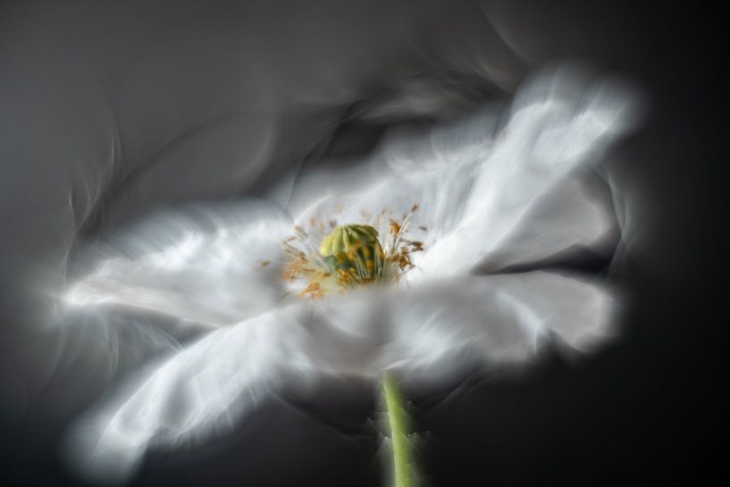 White poppy by Gerry van Roosmalen