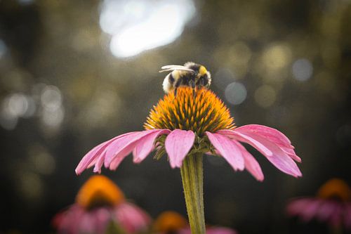 Leven in de lente