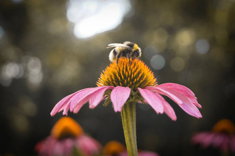 Leven in de lente by Ingeborg Veldboom