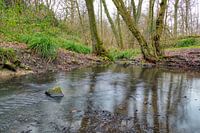 Lake at the brook