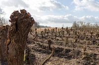 Knot wilgen in De Biesbosch