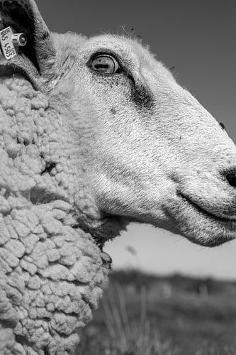 Een schaap op de dijk op Fehmarn