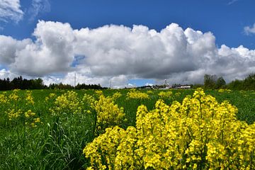 Ein Feld mit Wildblumen im Sommer