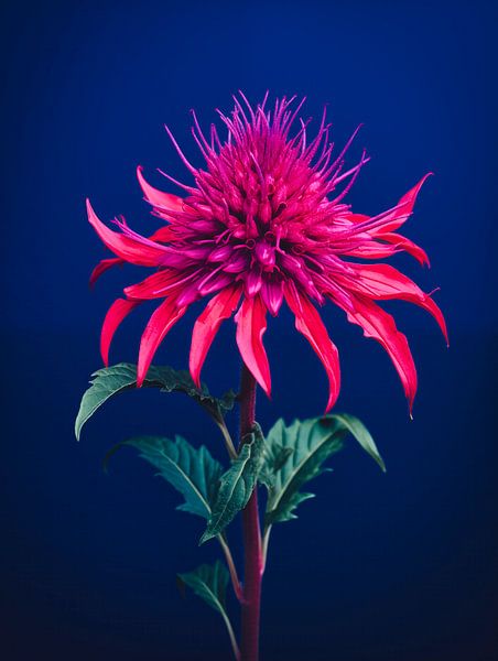 Mornarda Flower Portrait by Virgil Quinn - Decorative Arts