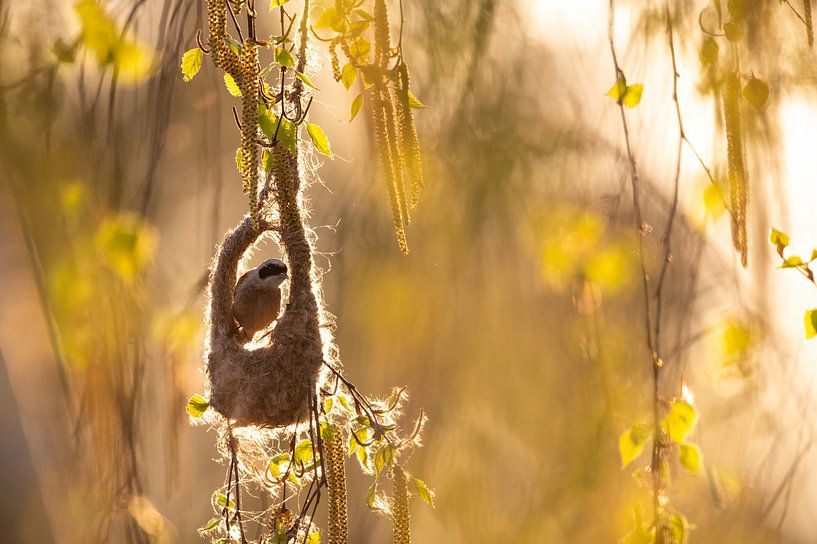 Buidelmees (Remiz pendulinus) tegen het licht van Vienna Wildlife