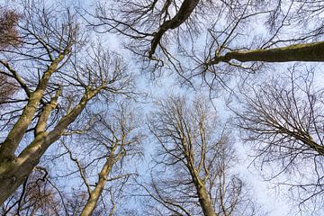 boomtoppen met wolken by Marcel Derweduwen