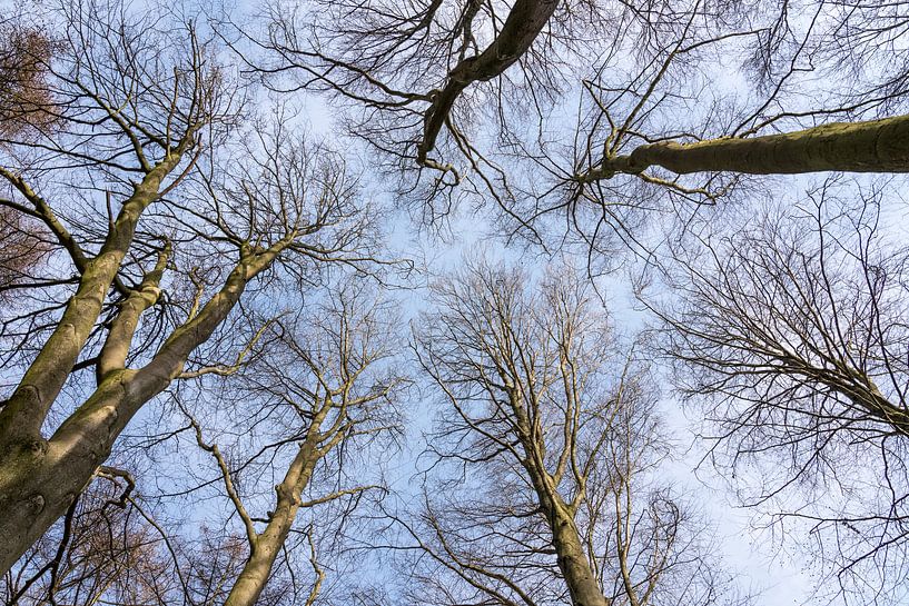 boomtoppen met wolken par Marcel Derweduwen