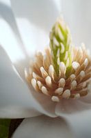 Süße Magnolie