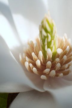 Sweet Magnolia van Tanja Huizinga Photography