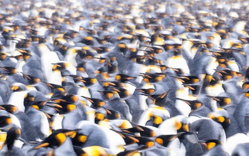 Kingdom of Kings van Koen Hoekemeijer