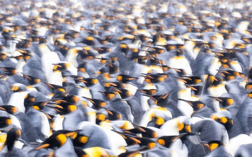 Kingdom of Kings by Koen Hoekemeijer