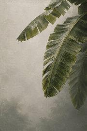 Morning Banana Leaves Indonesia I Minimalistische kunst van Vínculae
