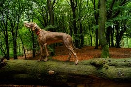 In balance by Mogi Hondenfotografie