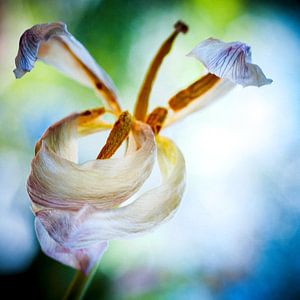 Omarmende Tulp sur Jan de Vries