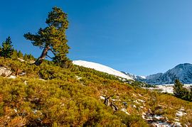 Bergzomer op de Canigou van Hilke Maunder