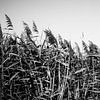 Zwart-wit landschapsfotografie van JBJart Justyna Jaszke