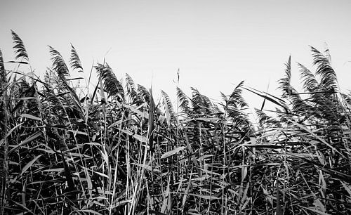 Zwart-wit landschapsfotografie