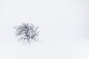 Baum in verschneiter Winterlandschaft von Martijn Smeets