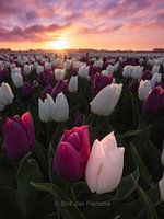 Purple white romance