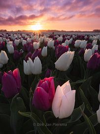 Lila-weiße Romantik von Dirk Jan Piersma