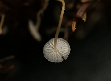 Hangende paddenstoel van Pim van der Horst