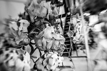 Nacho Carbonell, Eindhoven en gros plan sur Jos Crooymans