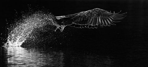 White-tailed Eagle, Haliaeetus albicilla by Beschermingswerk voor aan uw muur