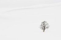 Solitary tree in Yellowstone National Park