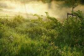 Misty morning by Dirk van Egmond