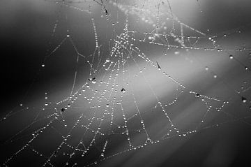 Spinnenweb en waterdruppels van Norbert Sülzner