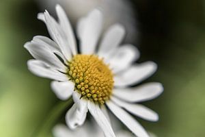 Blume VI - Gänseblümchen