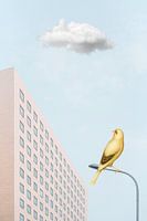 The Urban Bird - Part II