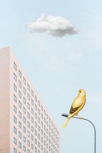 The Urban Bird - Part II