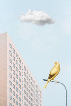The Urban Bird - Part II sur Marja van den Hurk