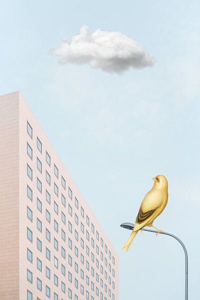 The Urban Bird - Part II par Marja van den Hurk