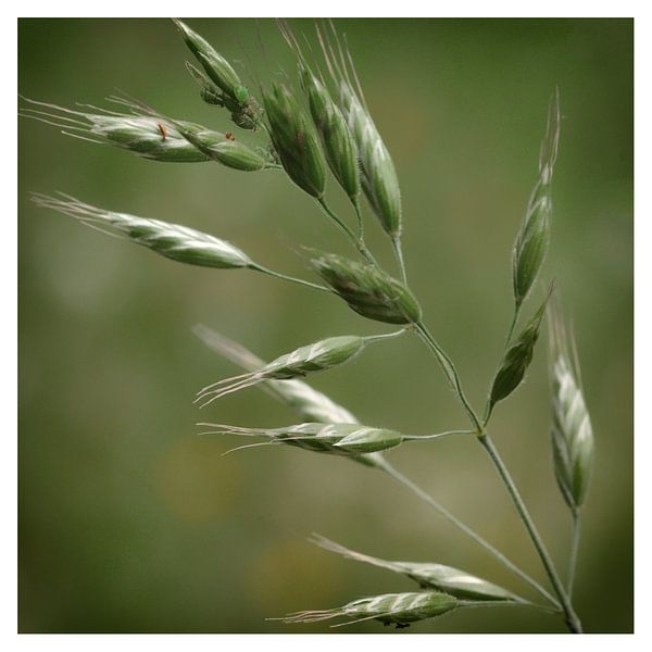 Fleur par Philippe verspeek