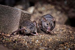 Mäuse von Rob Boon