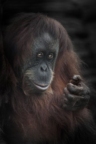 The sly inviting look of an orangutan half-turned at you, thought and cunning, dark edges of the pho by Michael Semenov