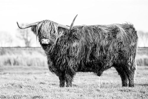 Schotse Hooglander zwart wit