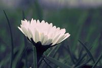 Gänseblümchen