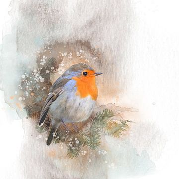 Robin on pine branch watercolor